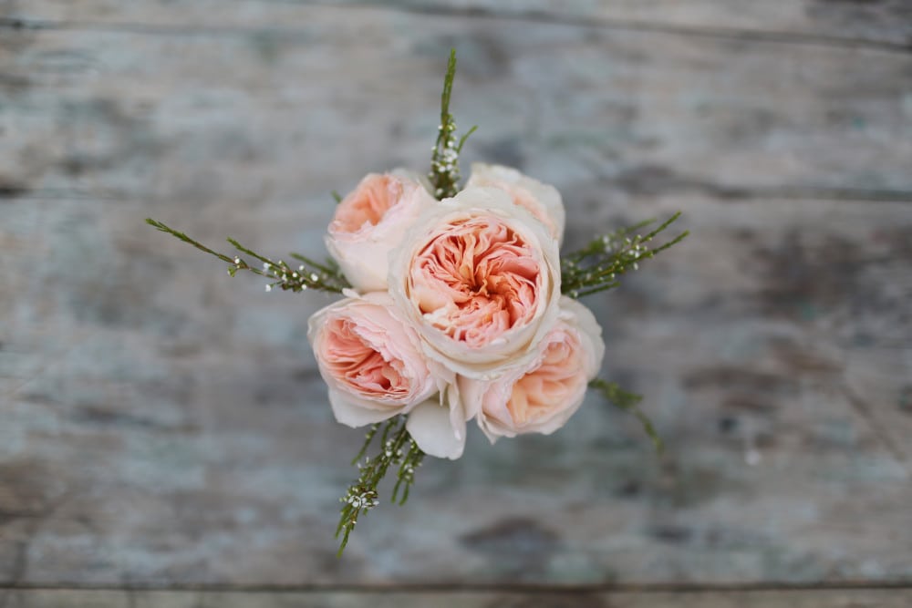 Hot House Design Studios David Austin Roses